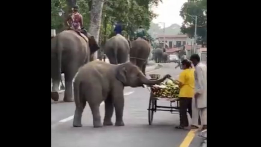 Caught on Camera: Baby Elephant Casually Grabs Fruits from Roadside Cart, Melts Hearts Across India