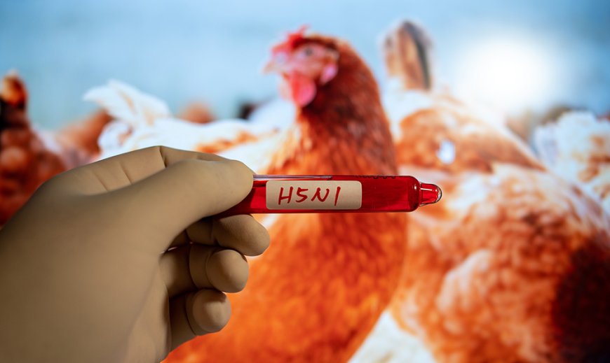 Mexico’s First H5N1 Avian Flu Death Triggers Global Biosecurity Alarm