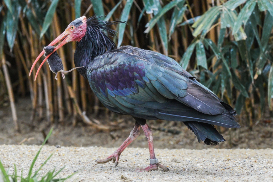Flight of Hope: The Return of the Northern Bald Ibis to Europe’s Skies