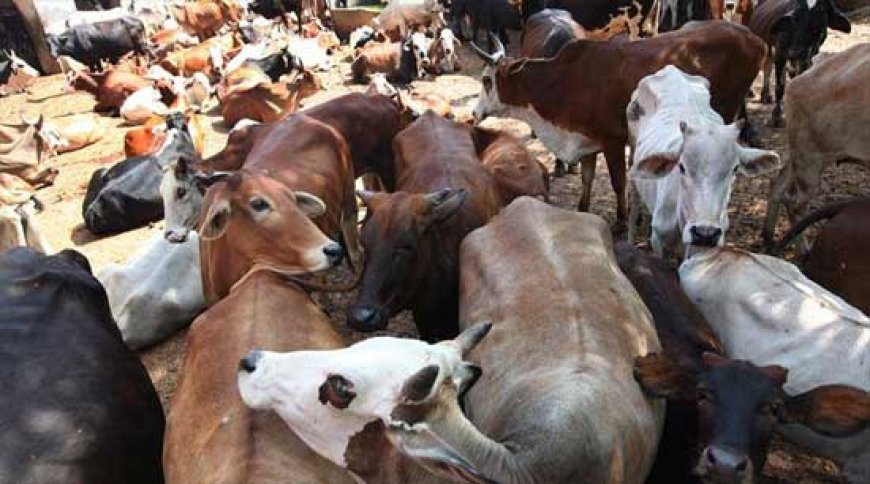 Maharashtra Launches Special SIT After 57 Tonnes of Beef Seized in Major Smuggling Case
