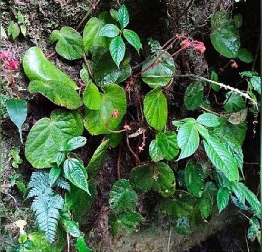 Crimson Discovery: Rare Begonia Species Found in Arunachal Pradesh Underscores Himalayan Biodiversity Richness