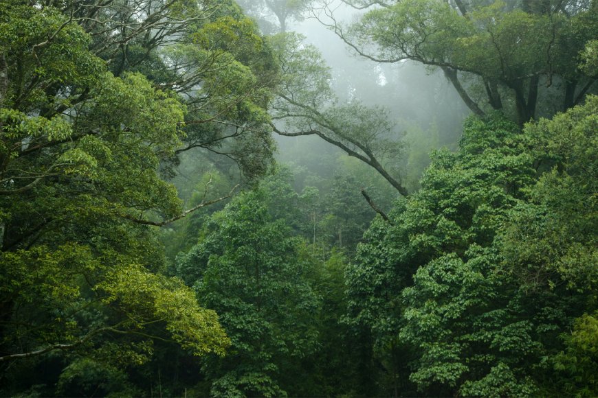 The Silent Forests: How India's Urbanization Is Triggering an Insect Collapse Crisis