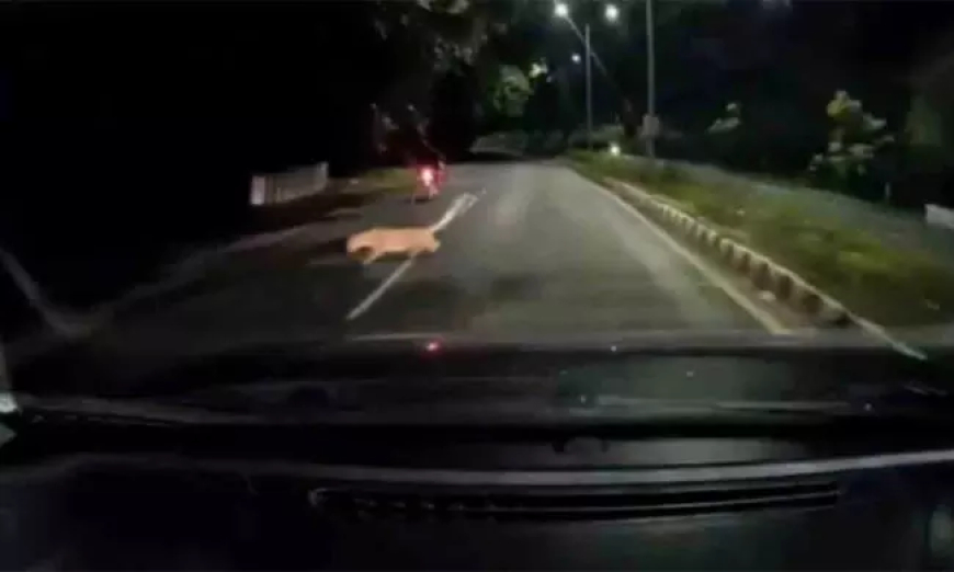 Leopard Lunges at Bikers Near Tirupati: Dash-Cam Footage Sparks Alarming Debate on Human-Wildlife Conflict
