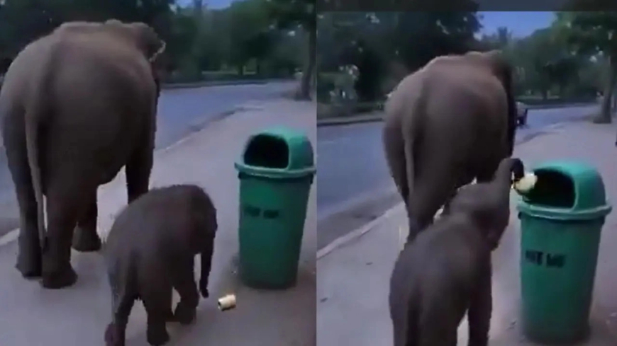 Tiny Tusker, Big Message: Viral Baby Elephant Cleaning Litter Sparks National Conversation on Civic Duty