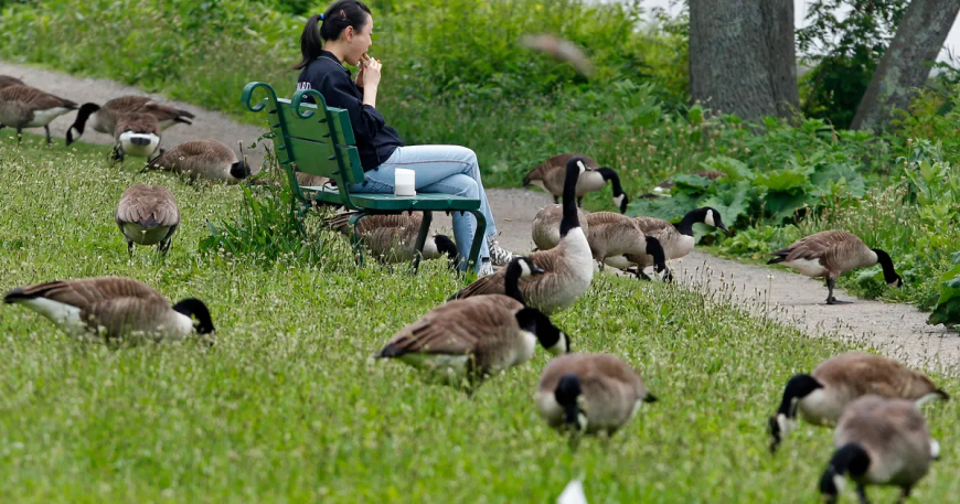 Helsinki’s Goose Poop Crisis: When Public Health Collides with Urban Wildlife at Hietsu Beach