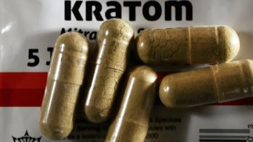 Kratom at Tampa Bay Kava Bars: A Local Trend Thrives Amid FDA Crackdown