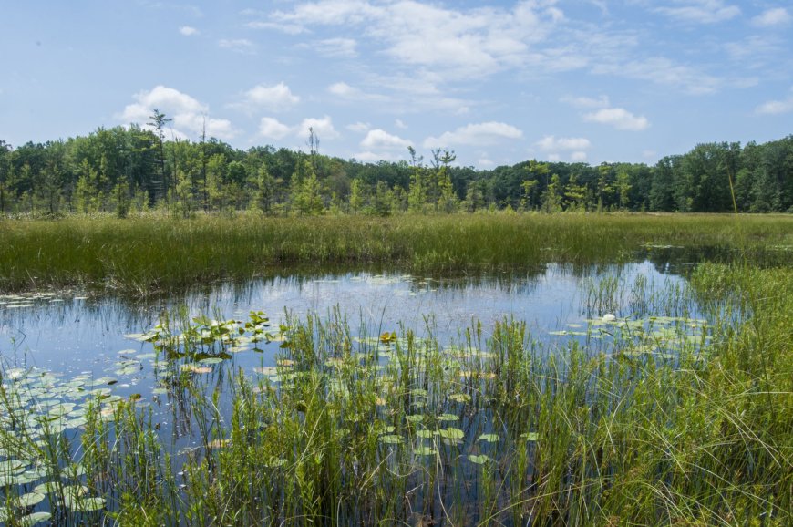 Michigan’s Three Ponds Preserve: A New Paradise for Anglers and Nature Enthusiasts