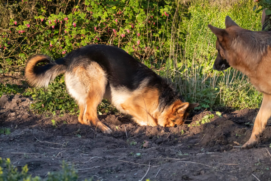 Chicarin's Chilling Finds: Alabama Dog Unearths Human Remains, Sparking Homicide Investigation