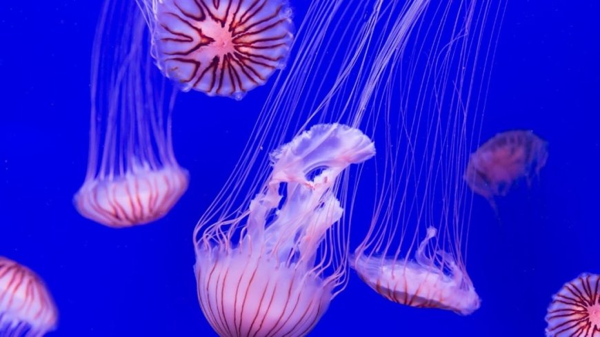 Jellyfish Shutdown: Nature's Unexpected Impact on France's Nuclear Power