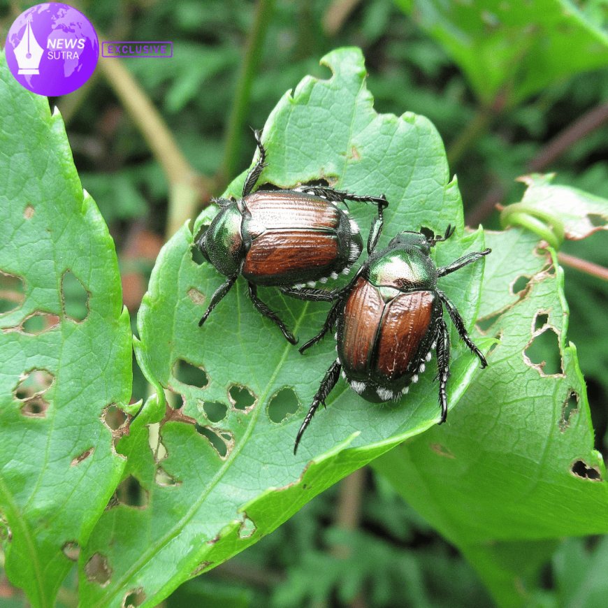 The Silent Struggle: How the U.S. Is Quietly Losing Its Battle Against Invasive Species