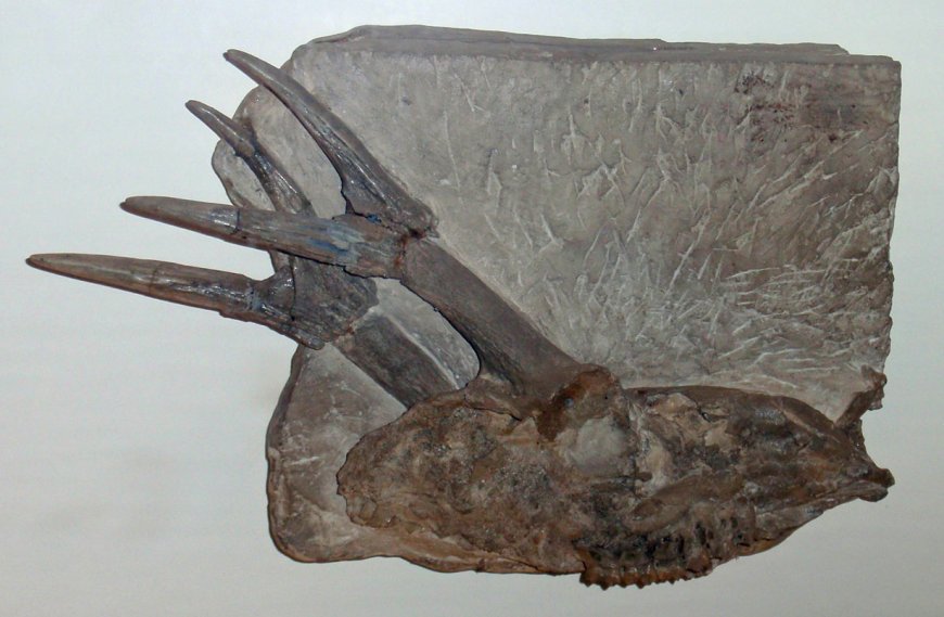 Unearthing the Past: 5-Million-Year-Old Deer Fossils in Tennessee Reveal Ancient Ecosystems