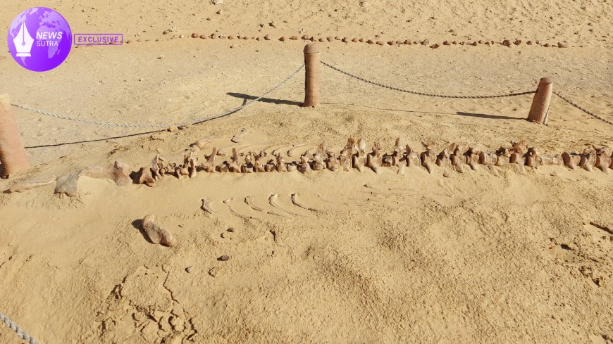 Ancient Whale Discovery: 25-Million-Year-Old Fossil Sheds Light on Ocean Evolution