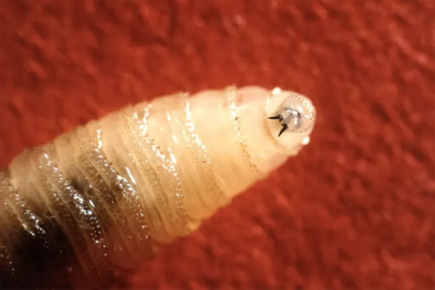 U.S. Confirms Rare Screwworm Infection: A Cautionary Tale for Public Health