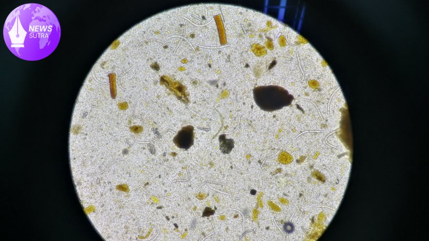 Flesh-Eating Parasite Case Sparks Health Alerts Across the U.S.