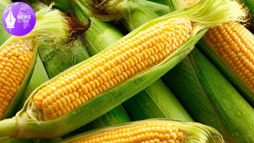 Climate Change Intensifies Corn Production Challenges in the U.S.