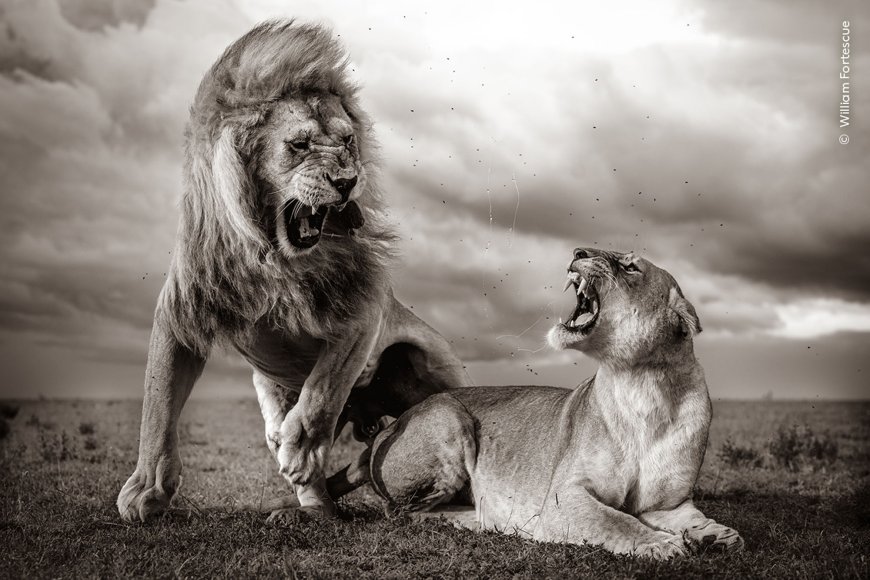 Capturing Nature’s Finest: Stunning Images from Wildlife Photographer of the Year